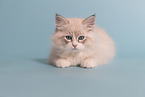 Neva Masquarade Kitten