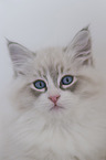 Neva Masquarade Kitten