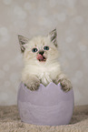 Neva Masquarade kitten