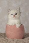 Neva Masquarade kitten