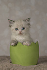 Neva Masquarade kitten