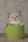 Neva Masquarade kitten