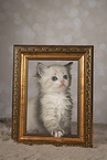 Neva Masquarade kitten
