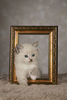 Neva Masquarade kitten