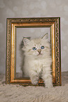 Neva Masquarade kitten