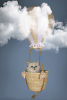Neva Masquarade kitten