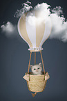 Neva Masquarade kitten