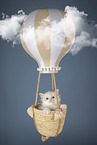 Neva Masquarade kitten