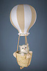 Neva Masquarade kitten
