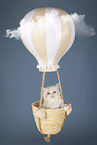 Neva Masquarade kitten