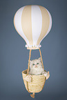 Neva Masquarade kitten