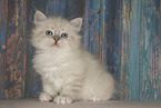 Neva Masquarade kitten