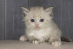 Neva Masquarade kitten
