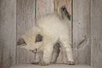 Neva Masquarade kitten