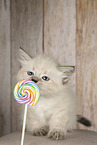 Neva Masquarade kitten