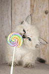 Neva Masquarade kitten