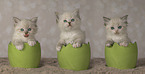 Neva Masquarade kitten