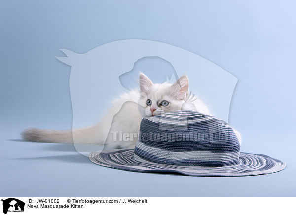 Neva Masquarade Kitten / JW-01002