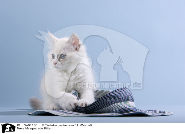 Neva Masquarade Ktzchen / Neva Masquarade Kitten / JW-01136