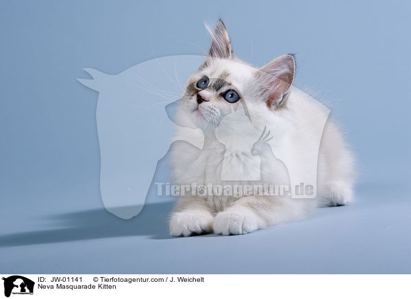 Neva Masquarade Ktzchen / Neva Masquarade Kitten / JW-01141