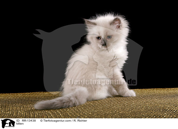 kitten / RR-13438