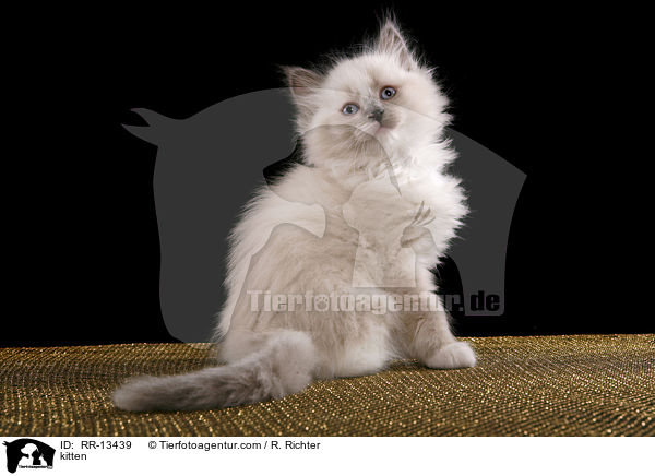 kitten / RR-13439