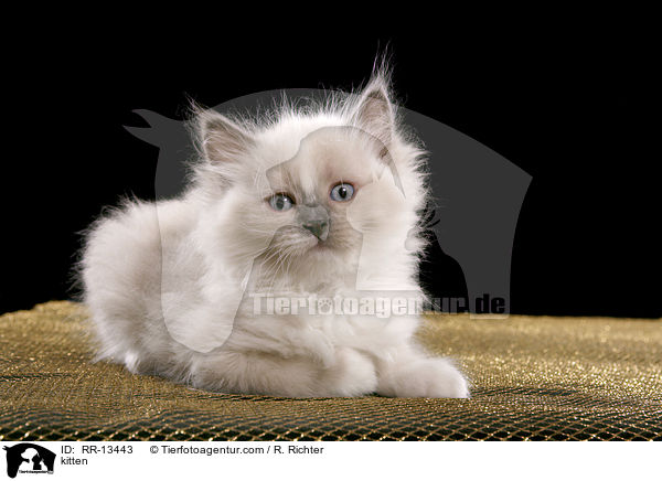 kitten / RR-13443