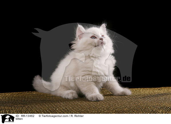 kitten / RR-13462