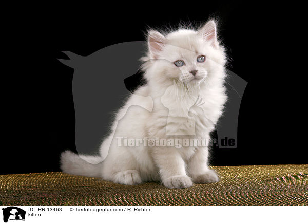 kitten / RR-13463