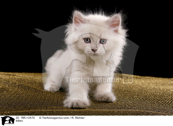 kitten / RR-13470