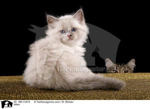 kitten / RR-13474