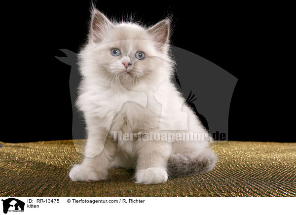 Neva Masquerade Ktzchen / kitten / RR-13475