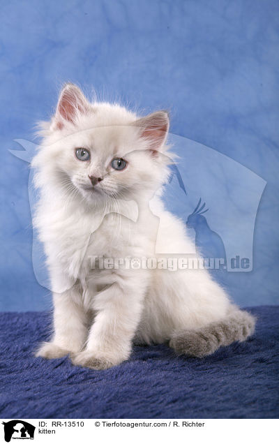kitten / RR-13510