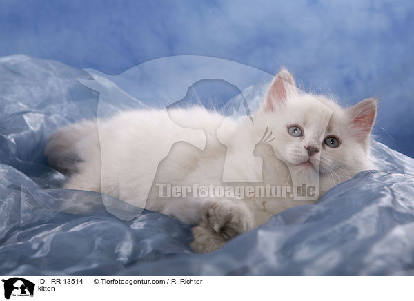 kitten / RR-13514