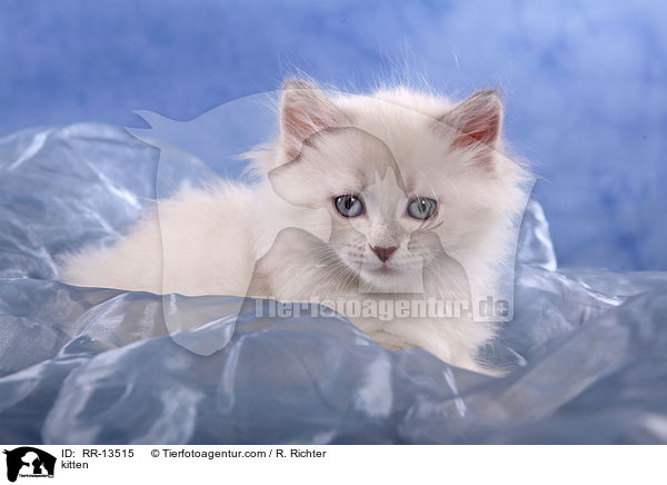 kitten / RR-13515