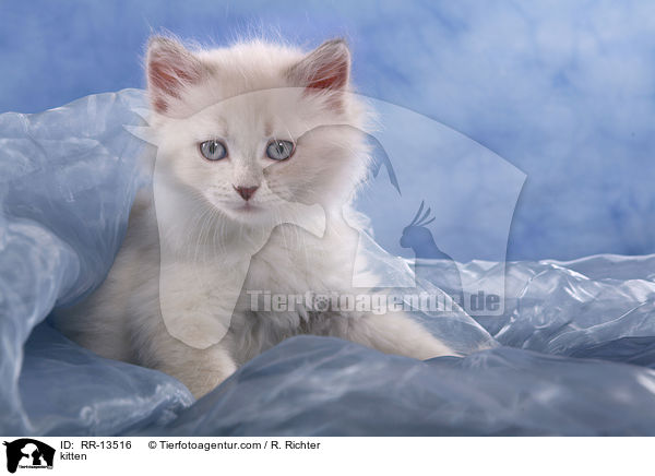 kitten / RR-13516