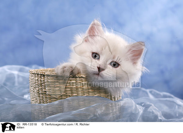 kitten / RR-13518