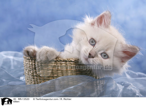 kitten / RR-13520