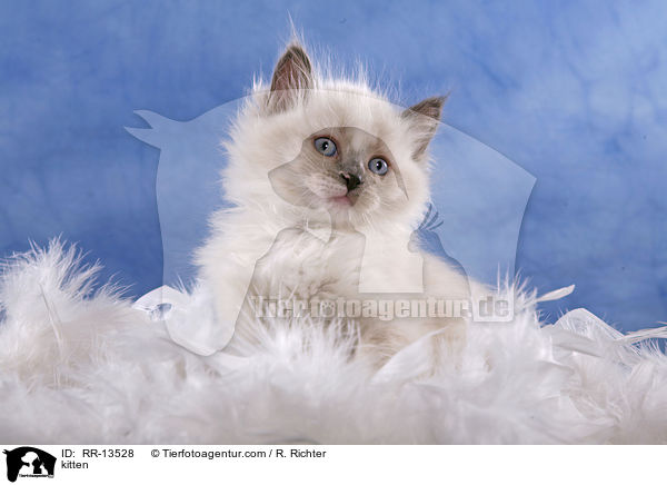 kitten / RR-13528