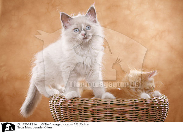 Neva Masquerade Kitten / RR-14214