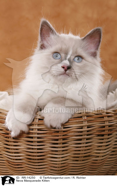 Neva Masquerade Ktzchen / Neva Masquerade Kitten / RR-14250