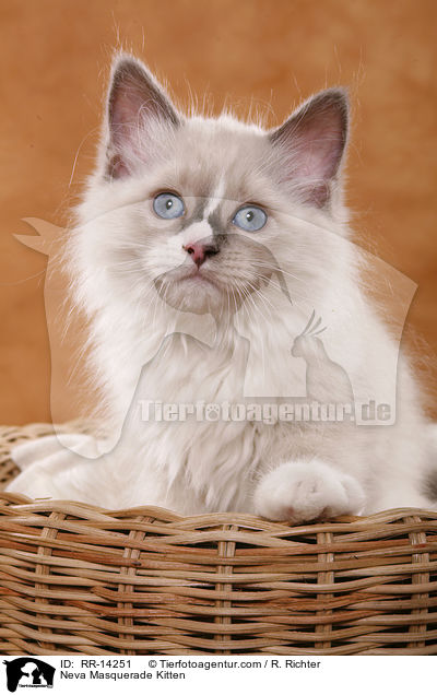 Neva Masquerade Kitten / RR-14251