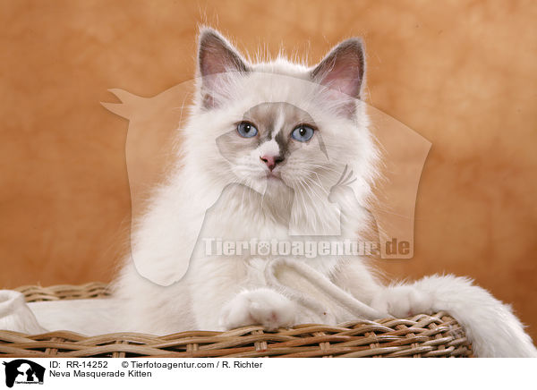 Neva Masquerade Ktzchen / Neva Masquerade Kitten / RR-14252