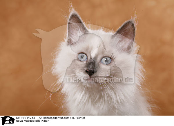 Neva Masquerade Kitten / RR-14253