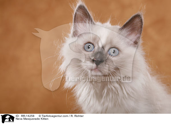 Neva Masquerade Ktzchen / Neva Masquerade Kitten / RR-14258