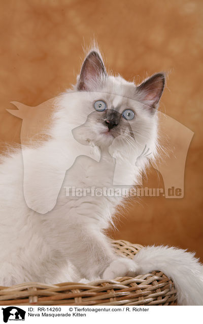 Neva Masquerade Ktzchen / Neva Masquerade Kitten / RR-14260