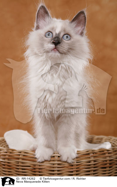 Neva Masquerade Ktzchen / Neva Masquerade Kitten / RR-14262