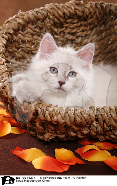 Neva Masquerade Ktzchen / Neva Masquerade Kitten / RR-14277