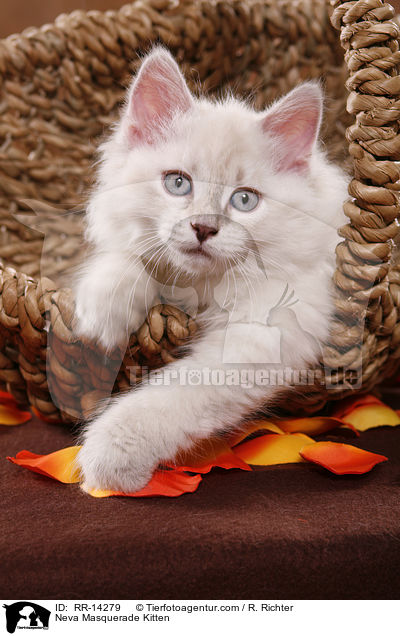 Neva Masquerade Kitten / RR-14279