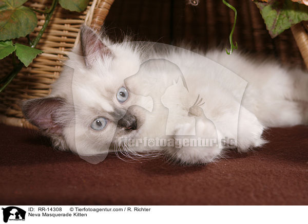 Neva Masquerade Kitten / RR-14308
